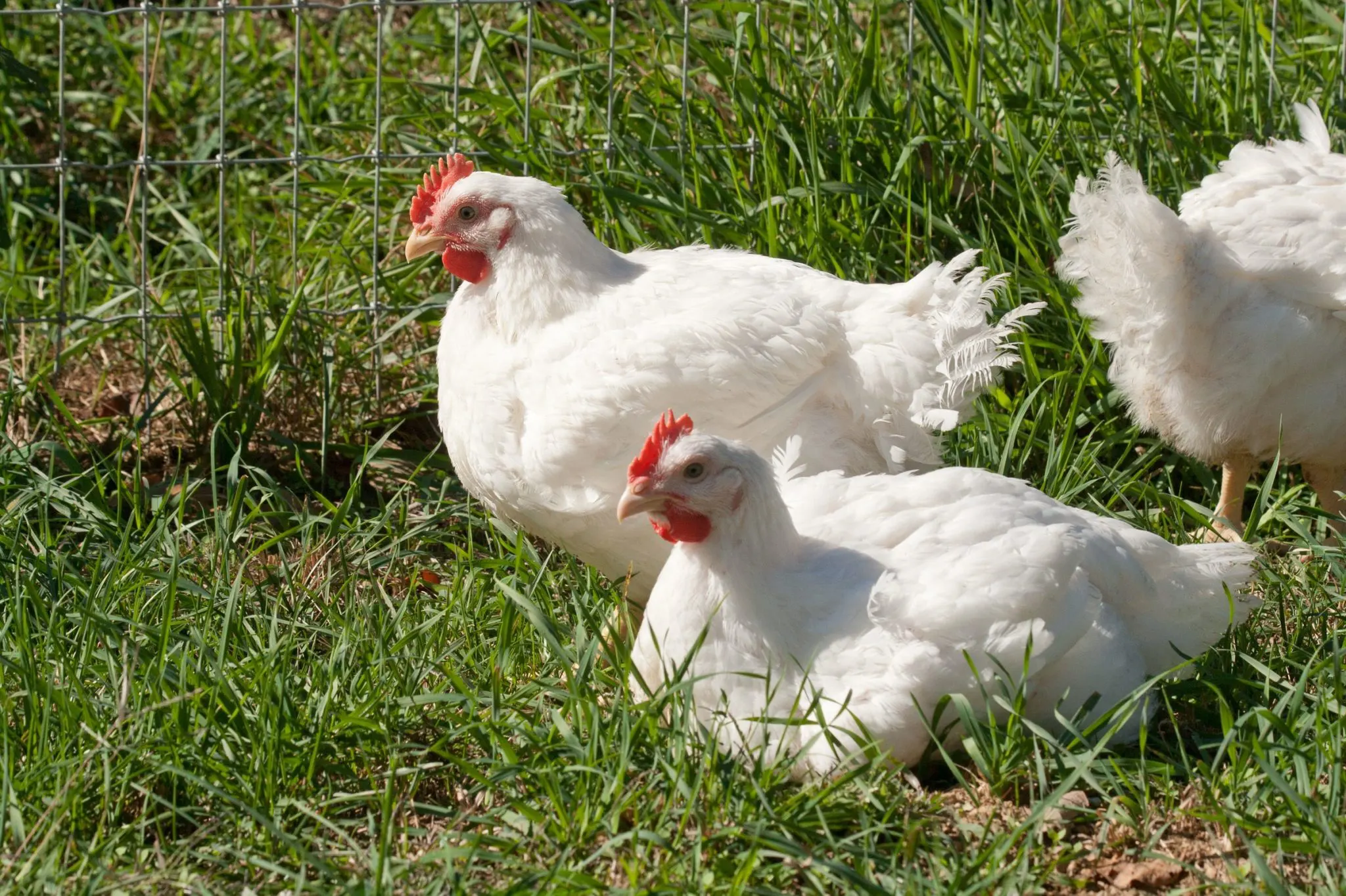 Organic Chickens